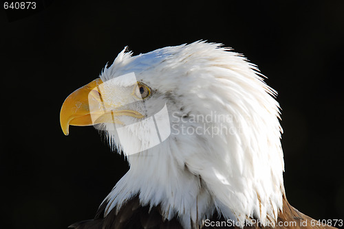 Image of American Bald Eagle