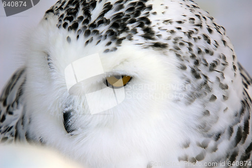 Image of Snowy Owl