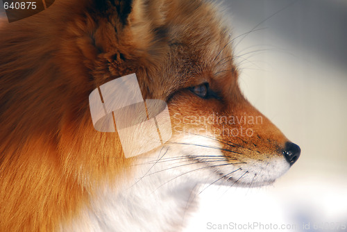 Image of Red Fox