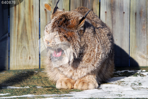 Image of Canada Lynx