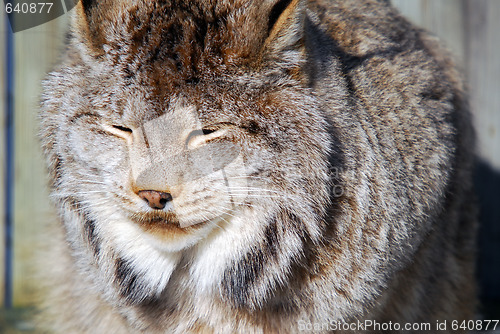 Image of Canada Lynx