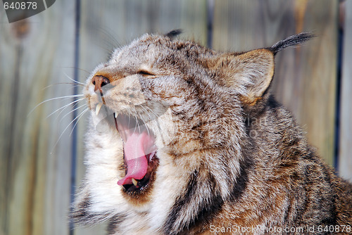 Image of Canada Lynx