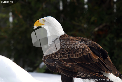 Image of American Bald Eagle