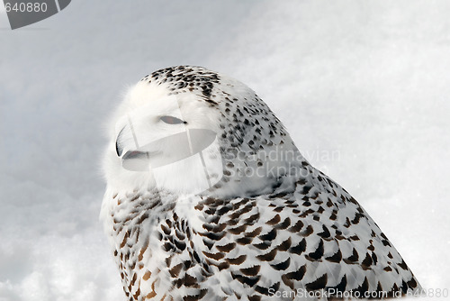 Image of Snowy Owl