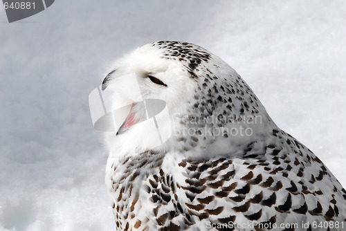 Image of Snowy Owl