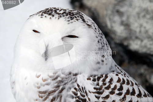 Image of Snowy Owl