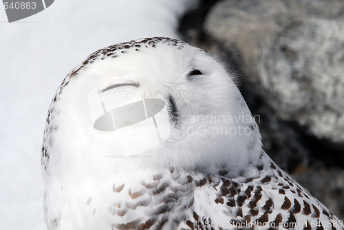 Image of Snowy Owl