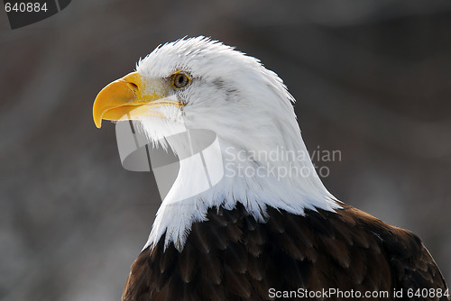 Image of American Bald Eagle