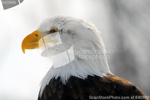 Image of American Bald Eagle