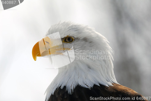 Image of American Bald Eagle