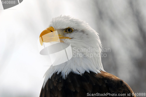 Image of American Bald Eagle