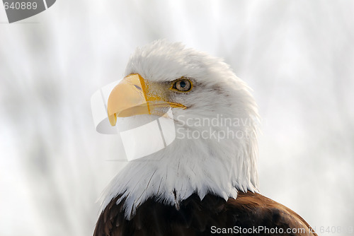 Image of American Bald Eagle