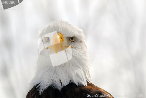 Image of American Bald Eagle