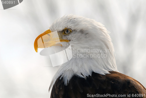 Image of American Bald Eagle