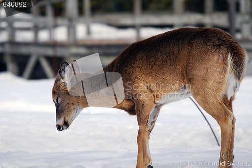 Image of White-tailed deer 