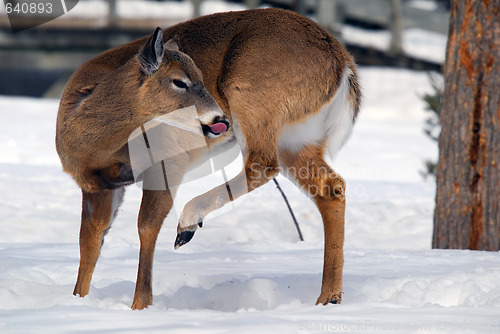 Image of White-tailed deer 