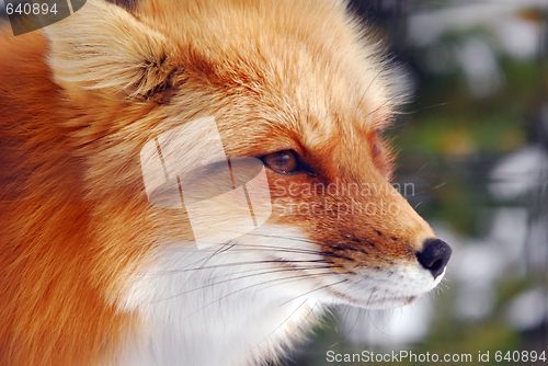 Image of Red Fox