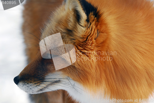 Image of Red Fox