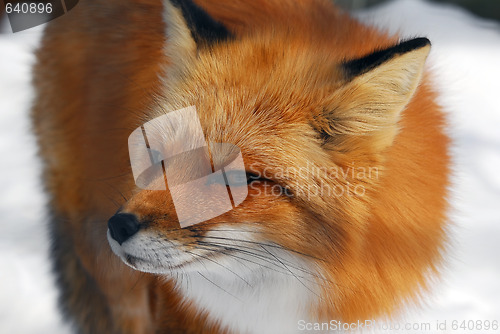 Image of Red Fox