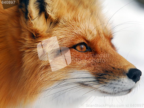 Image of Red Fox