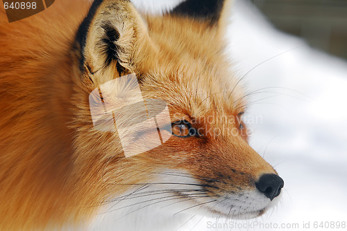 Image of Red Fox