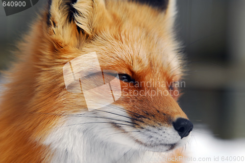 Image of Red Fox