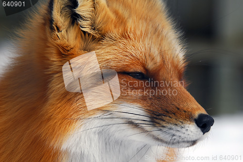 Image of Red Fox