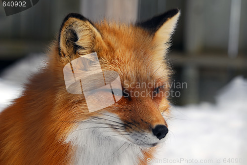 Image of Red Fox