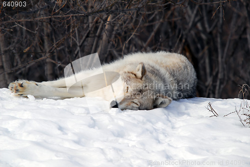 Image of Gray Wolf