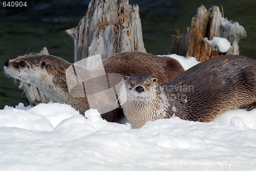 Image of Otter