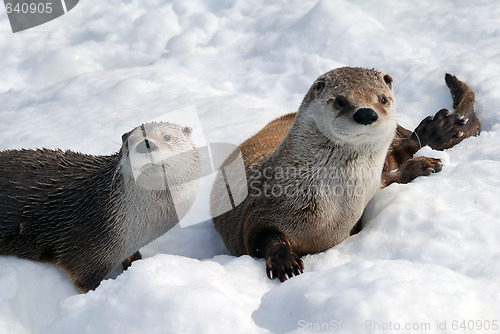 Image of Otter