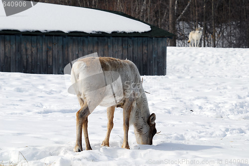 Image of Reindeer