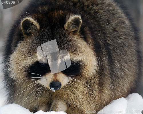 Image of Raccoon