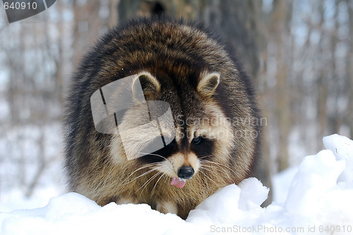 Image of Raccoon