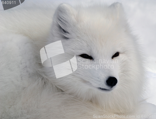 Image of Arctic Fox