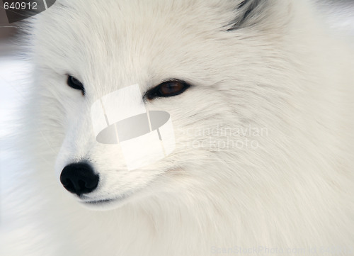 Image of Arctic Fox