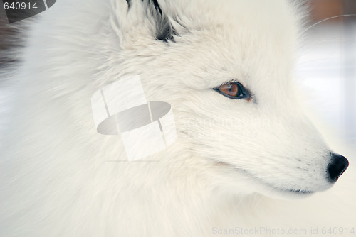 Image of Arctic Fox