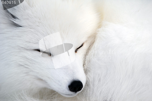 Image of Arctic Fox