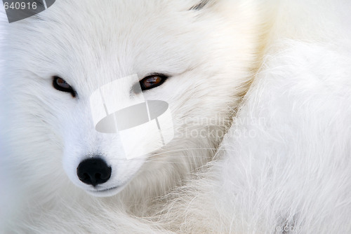 Image of Arctic Fox