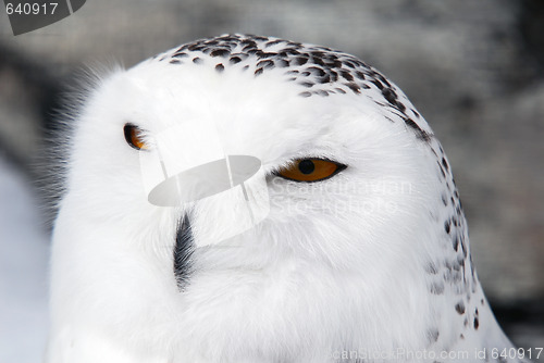 Image of Snowy Owl