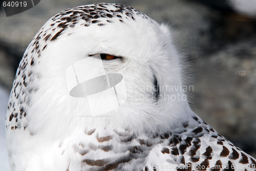 Image of Snowy Owl