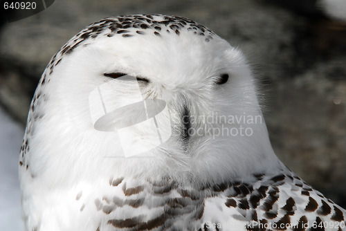 Image of Snowy Owl