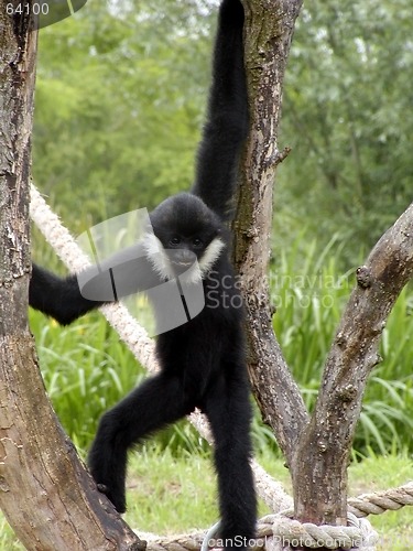 Image of Monkey Standing