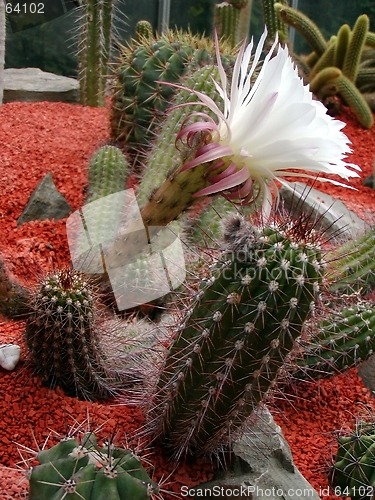 Image of White Cactus