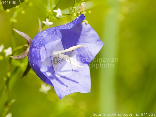 Image of Common Bluebell