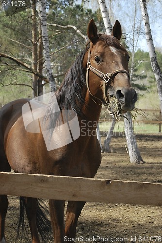 Image of stallion in roundup