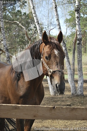 Image of stallion in roundup