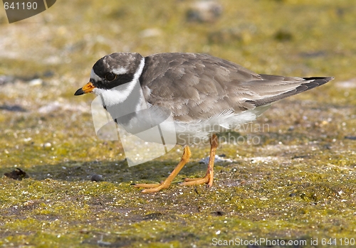 Image of Ringed Plover