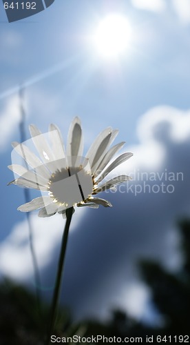 Image of camomile in the sky
