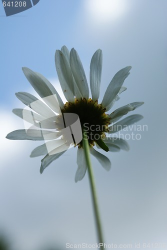 Image of camomile in the sky